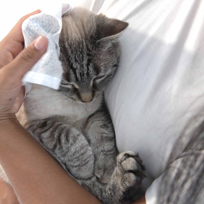 Pet Grooming Wipes